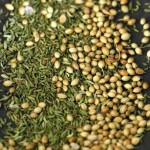 fennel and coriander seeds